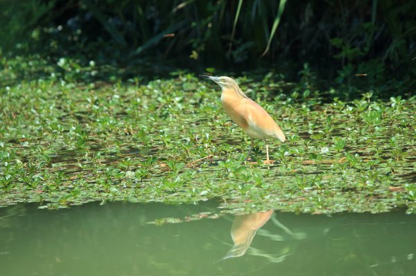 Crabier chevelu - la Capeli&egrave;re - 2014 