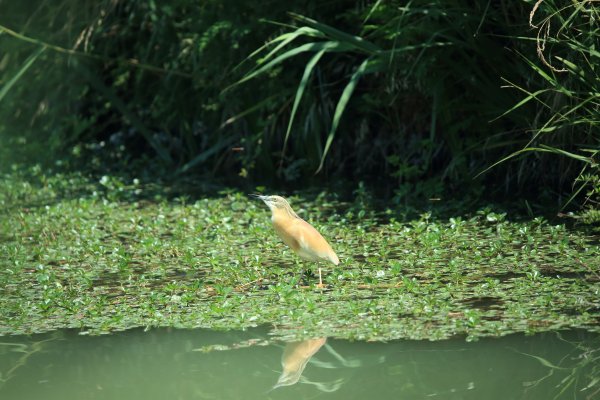 Crabier chevelu - la Capeli&egrave;re - 2014 