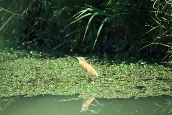 Crabier chevelu - la Capeli&egrave;re - 2014 