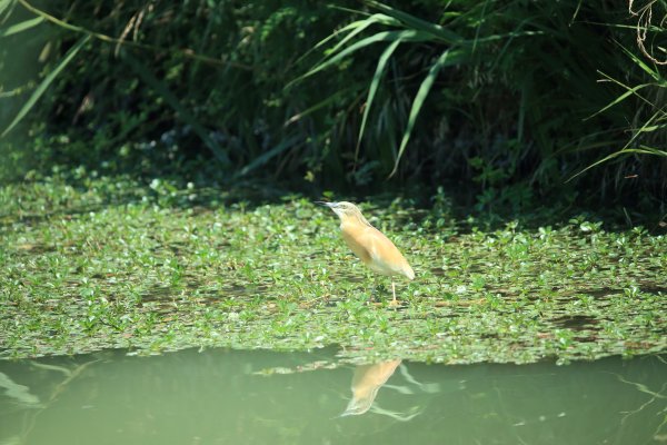 Crabier chevelu - la Capeli&egrave;re - 2014 
