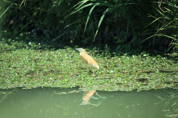 Crabier chevelu - la Capeli&egrave;re - 2014 