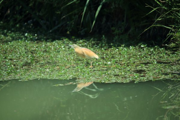 Crabier chevelu - la Capeli&egrave;re - 2014 