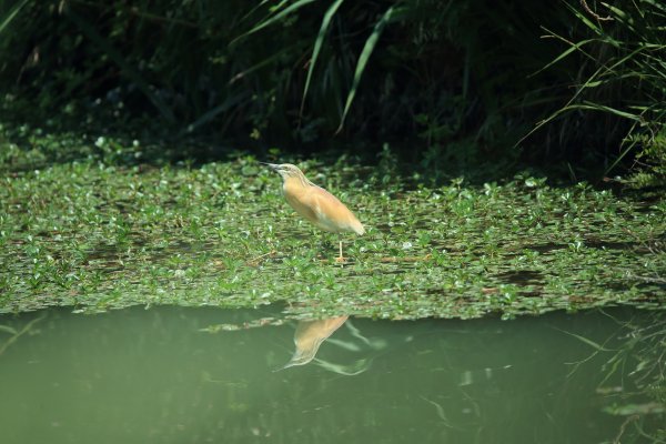 Crabier chevelu - la Capeli&egrave;re - 2014 