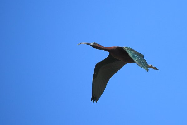 Ibis falcinelle - Scamandre - 2014 