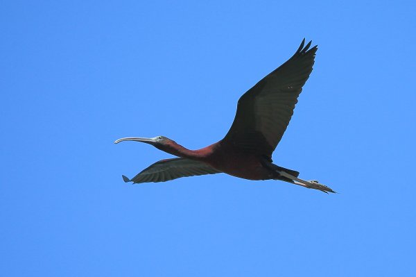 Ibis falcinelle - Scamandre - 2014 