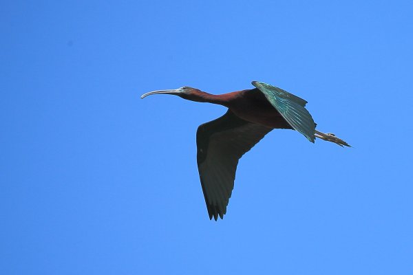 Ibis falcinelle - Scamandre - 2014 