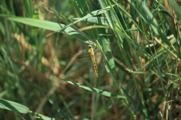 Libellule - Scamandre - 2014 
