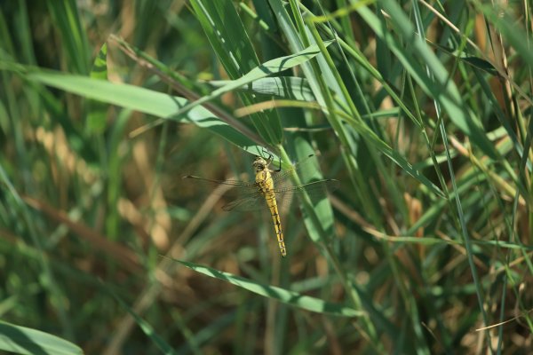 Libellule - Scamandre - 2014 