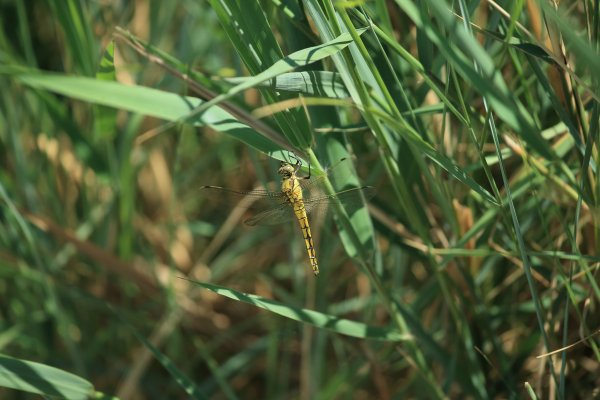 Libellule - Scamandre - 2014 