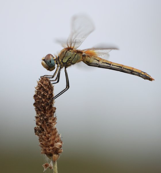 Libellule - Etang de Vaccares - 2014 