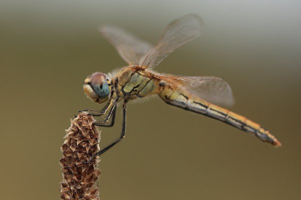 Libellule - Etang de Vaccares - 2014 