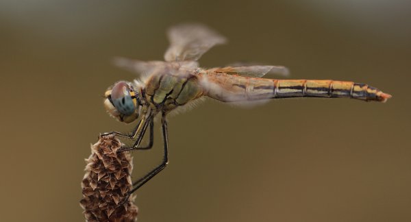 Libellule - Etang de Vaccares - 2014 