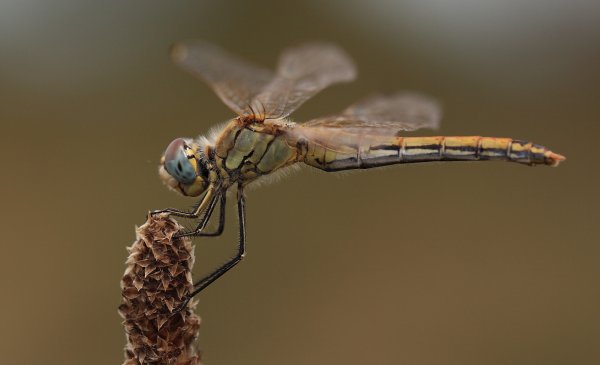 Libellule - Etang de Vaccares - 2014 