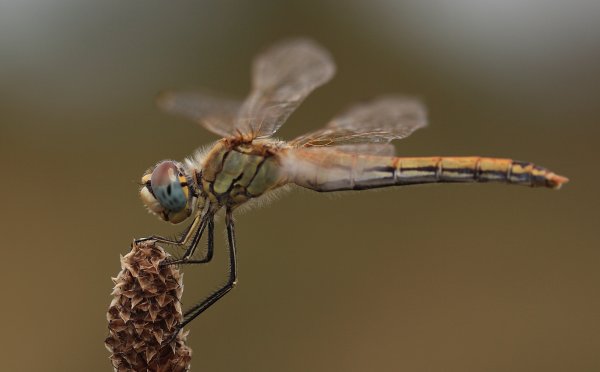 Libellule - Etang de Vaccares - 2014 