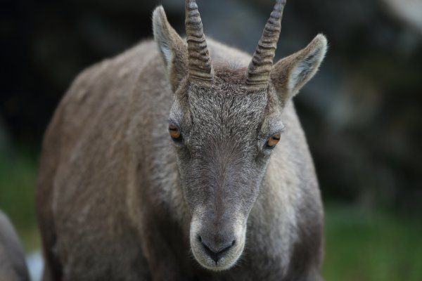 Col de Fen&egrave;stre - 2014 