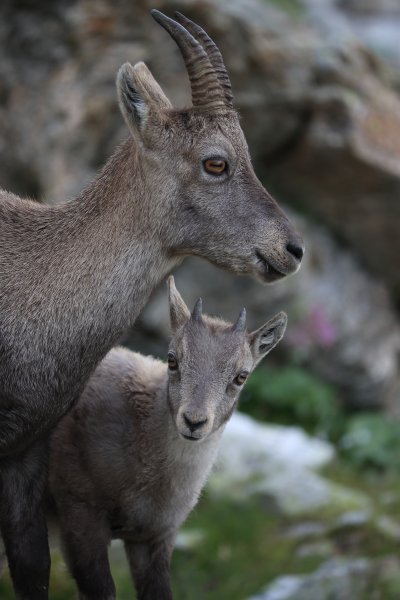 Col de Fen&egrave;stre - 2014 
