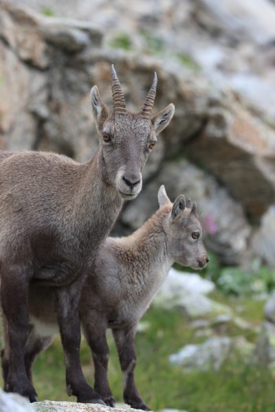 Col de Fen&egrave;stre - 2014 