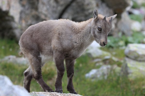 Col de Fen&egrave;stre - 2014 