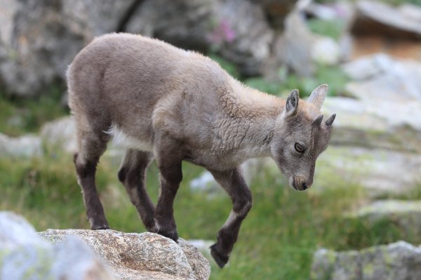 Col de Fen&egrave;stre - 2014 