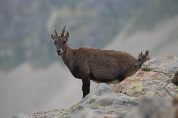 Col de Fen&egrave;stre - 2014 