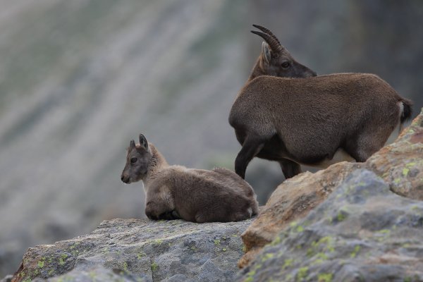 Col de Fen&egrave;stre - 2014 