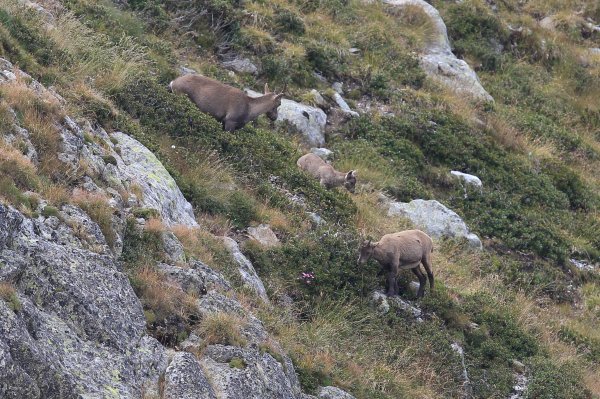 Col de Fen&egrave;stre - 2014 