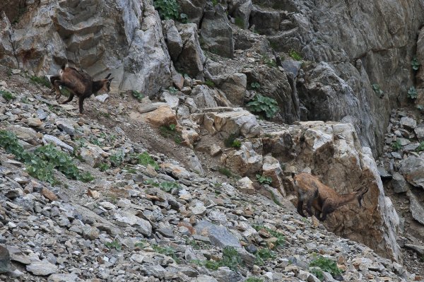 Col de Fen&egrave;stre - 2014 