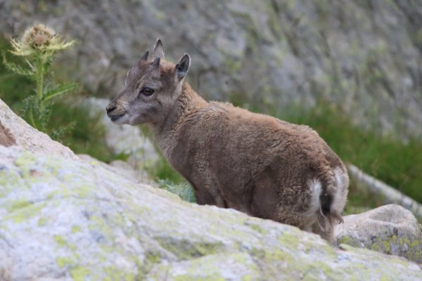 Col de Fen&egrave;stre - 2014 