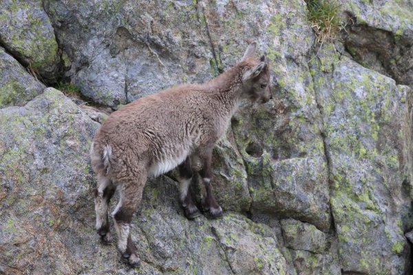 Col de Fen&egrave;stre - 2014 