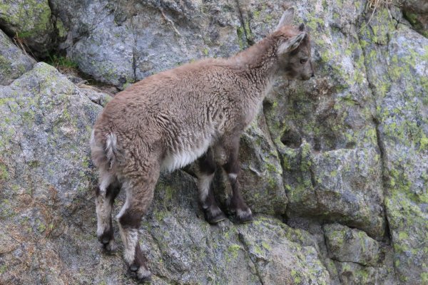 Col de Fen&egrave;stre - 2014 