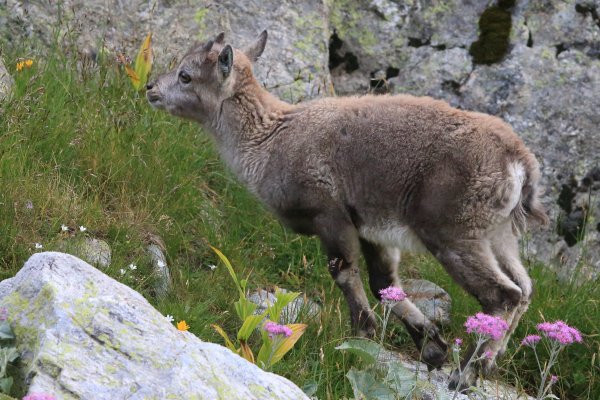 Col de Fen&egrave;stre - 2014 