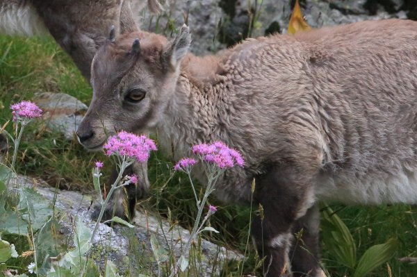 Col de Fen&egrave;stre - 2014 