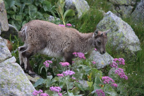 Col de Fen&egrave;stre - 2014 