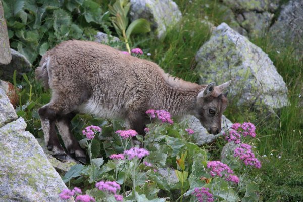 Col de Fen&egrave;stre - 2014 