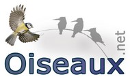 Le but du site oiseaux.net est de faire partager 
une passion pour les oiseaux et la nature en g&eacute;n&eacute;ral. Le site est maintenu par des b&eacute;n&eacute;voles ornithologues 
ou non qui contribuent &agrave; son enrichissement et s'inscrivent dans une d&eacute;marche &eacute;co-citoyenne.