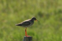 Chevalier gambette, Stelkur, Tringa totanus, Redshank, Rotschenkel, R&oslash;dben