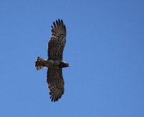 Circaete Jean la blanc