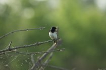 L'hirondelle rustique