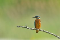 Le martin-p&ecirc;cheur