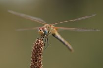 Parc ornithologique pont de gau Mars 2014