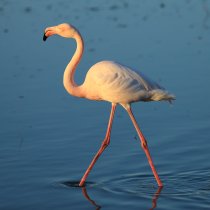 Flamant rose
