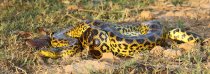 Anaconda pantanal Mato Grosso