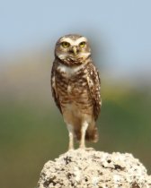 Chev&ecirc;che des terriers / Burrowing Owl pantanal Mato Grosso