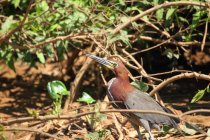 Premier apr&egrave;s-midi pantanal Mato Grosso