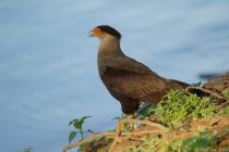 Seconde matin&eacute;e pantanal Mato Grosso