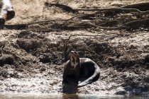 Second apr&egrave;s-midi pantanal Mato Grosso