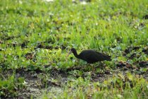 Matin&eacute;e jour 3 pantanal Mato Grosso