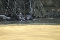 Apr&egrave;s-midi jour 3 pantanal Mato Grosso