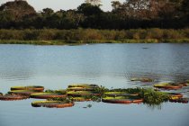 Matin&eacute;e jour 4 pantanal Mato Grosso