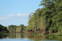 Apr&egrave;s-midi jour 4 pantanal Mato Grosso